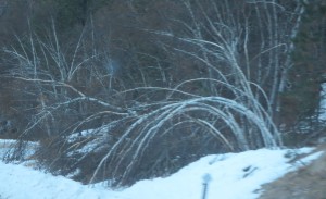 roman arches in the woods (1)